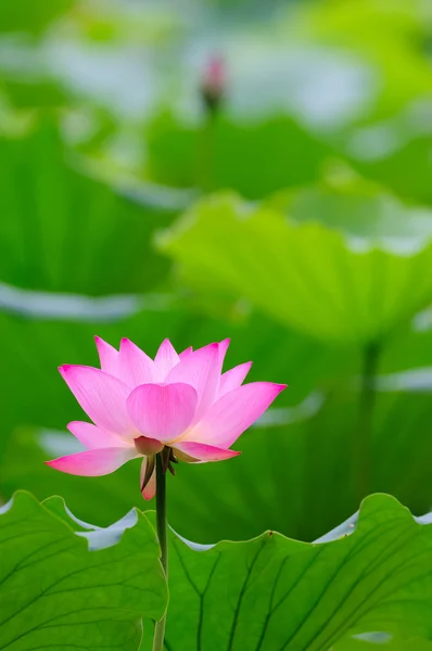 Lotusbloem in de vijver — Stockfoto