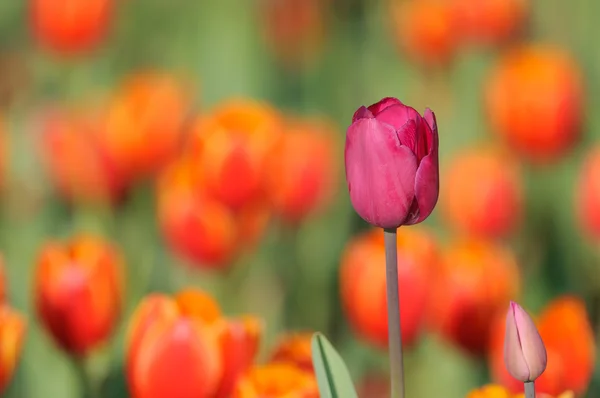 Pembe Lale — Stok fotoğraf