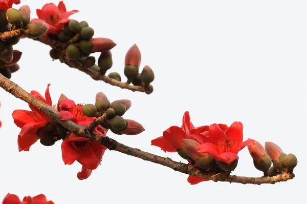 Fiori di Kapok — Foto Stock