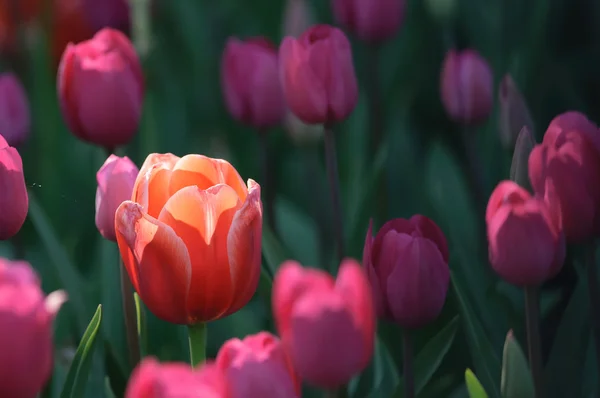 Rosa tulpaner — Stockfoto