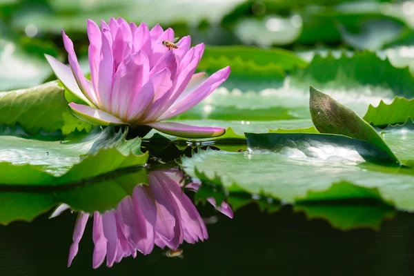 Paarse water lily (lotus) — Stockfoto
