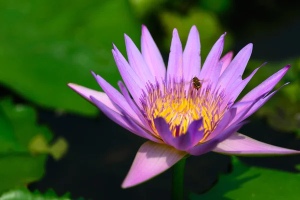 Um lótus roxo florescente — Fotografia de Stock