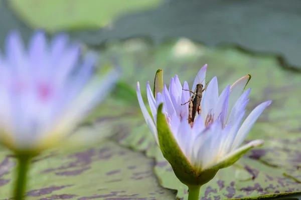 En lila lotus — Stockfoto