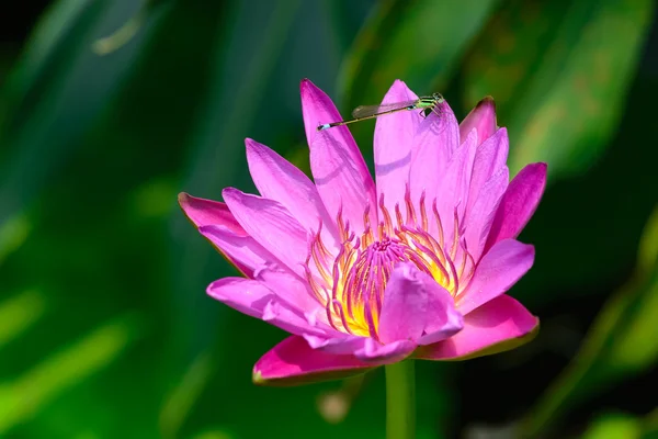 Een bloeiende fuchsia lotus — Stockfoto