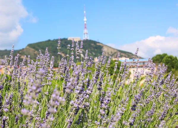 Lavander krzewów w centrum tbbilisi Zdjęcia Stockowe bez tantiem