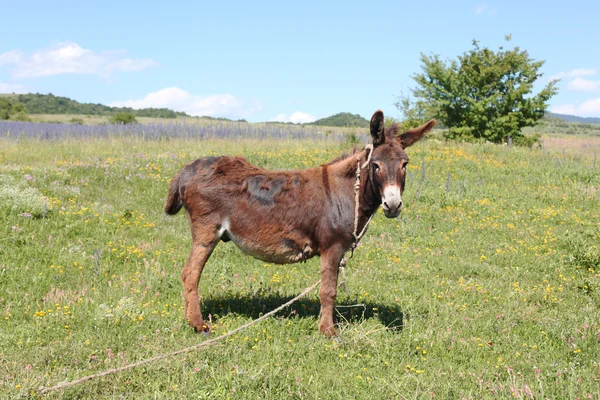 Donkey in the filed — Stock Photo, Image