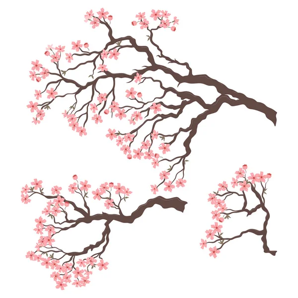 Set Blossoming Sakura Branches Isolated White Background Vector Image — Stock Vector