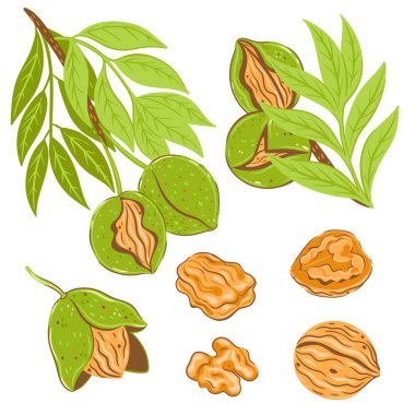 Set of walnut branches and nuts isolated on white background. Vector image.