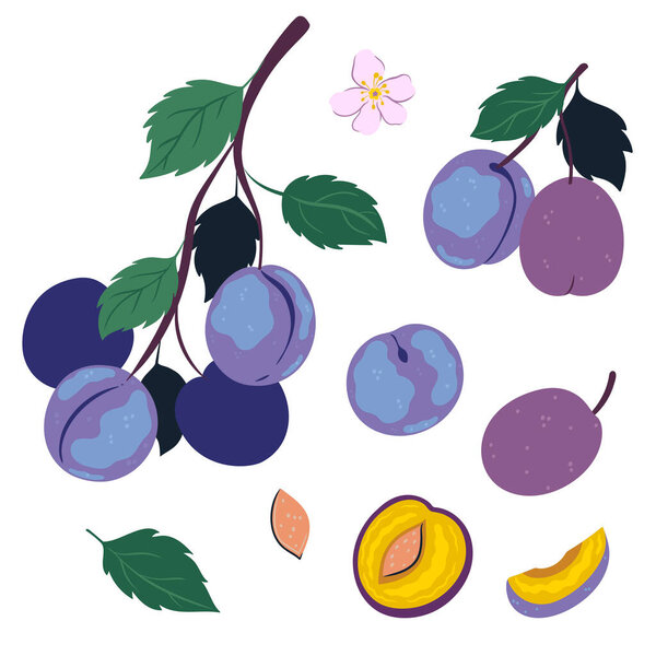 Plums, twigs, leaves isolated on white background. Vector image.