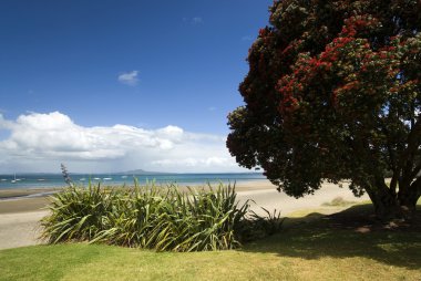 Auckland North Shore Beach with Pohutukawa tree. clipart