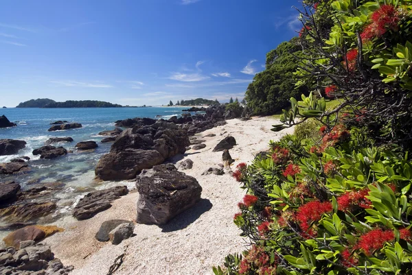 Pohutukawa δέντρο, παραλία Μαουνγκανούι βουνό, Νέα Ζηλανδία — Φωτογραφία Αρχείου