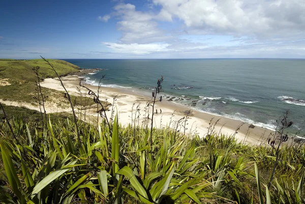 Λίνου θάμνους στην παραλία της δυτικής ακτής, βόρειο νησί, Νέα Ζηλανδία — Φωτογραφία Αρχείου