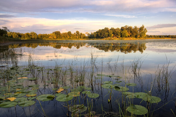 Lily pads and reeds on calm reflected lake, Minnesota, home of 10,000 lakes, USA