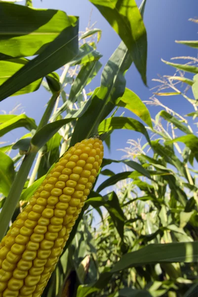 Primer plano del maíz en el campo de maíz —  Fotos de Stock