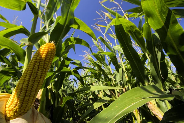 Крупним планом кукурудзи в кукурудзяному полі — стокове фото