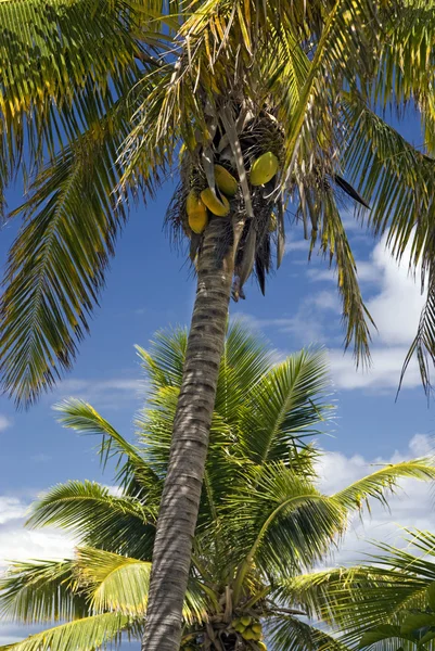 Cocos en palmera, en isla tropical . — Foto de Stock