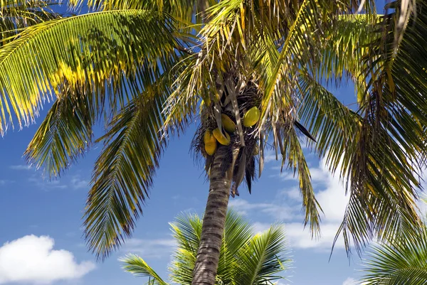 Kókuszdió a pálmafa, trópusi szigeten. — Stock Fotó