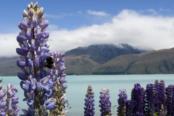 Lupin květina s bee, jezero pukaki, Nový Zéland — Stock fotografie