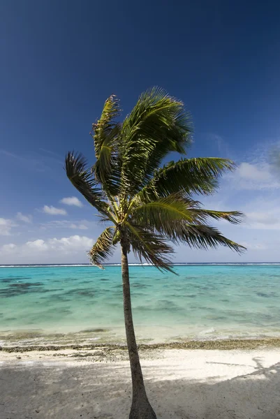 Palmera soplando en el viento. Rarotonga — Foto de Stock