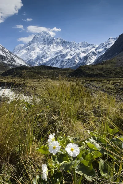 Mt Cook com Lily ou Buttercups, National Park, Nova Zelândia — Fotografia de Stock