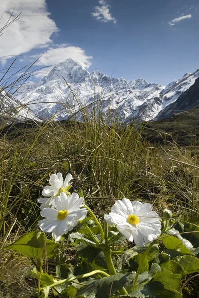 Mt kochen mit Lilie oder Ranunkeln, Nationalpark, Neuseeland — Stockfoto