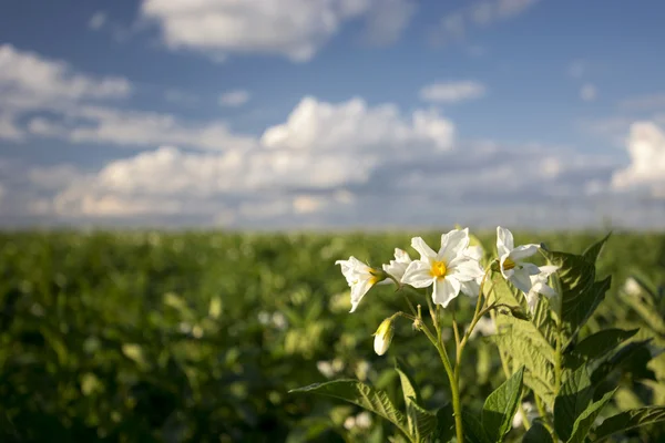Картопля садять квіти на сонячний день, Midwest, США — стокове фото