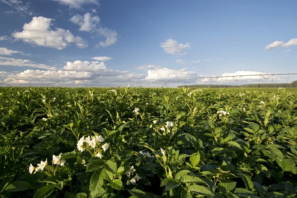 Pianta di patate fiori nelle giornate di sole, Midwest, USA — Foto Stock