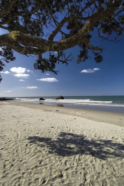 Pohutukawa árvore em uma praia da ilha do Norte, Nova Zelândia . — Fotografia de Stock