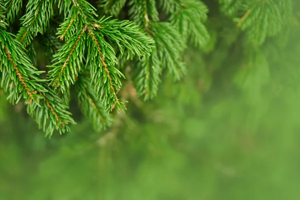 Christmas greenery tree branch macro view. Natural spruce, pine tree needles closeup, selective focus. copy space green blurred background — Stock Photo, Image