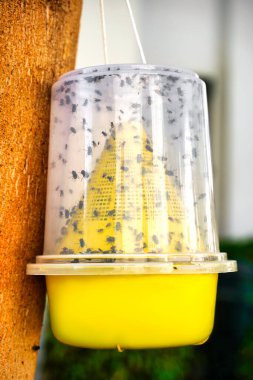 Sarı plastik sinekler için kurulan böcek kapanı bir ağaçta yeşilliğin arka planında asılı duruyor.