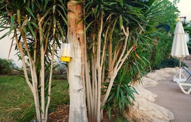 Sarı plastik sinekler için ekolojik tuzak yeşilliğin arka planında bir ağaca asılır.
