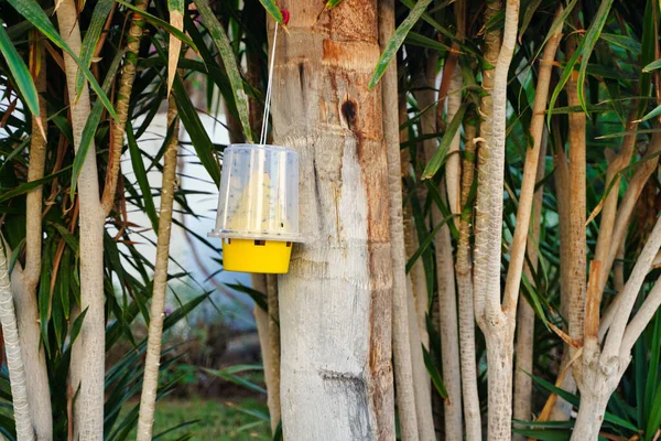 Pułapka na owady dla much żółtego plastiku wisi na drzewie na tle zieleni — Zdjęcie stockowe