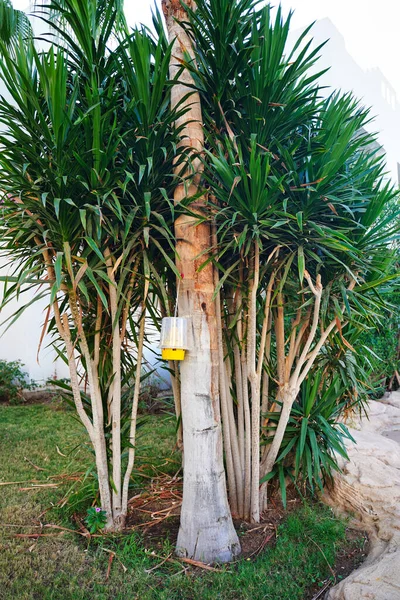 Sarı plastik sinekler için el tuzağı yeşilliğin arka planında bir ağaçta asılı duruyor.