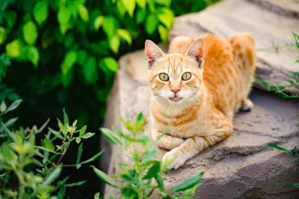 Yazın yeşil çimenlikteki kedi. Açık havada sarı gözlü güzel kırmızı kedi