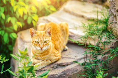 Yazın yeşil çimenlikteki kedi. Açık havada sarı gözlü güzel kırmızı kedi