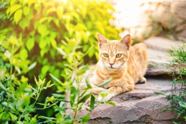 Yazın yeşil çimenlikteki kedi. Açık havada sarı gözlü güzel kırmızı kedi