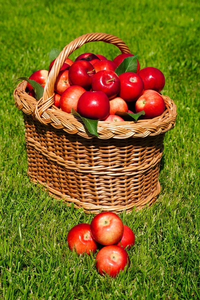 Basket full of ripe red apples on green grass, harvesting. Scattered apples and fresh farm organic fruits — Stock Photo, Image