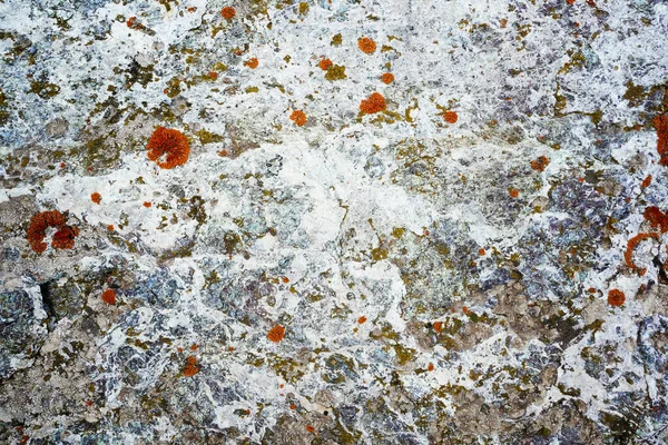 Vacker abstrakt färgstark konsistens för bakgrunden med röd mossa på en vit sten. Ljus färg. Naturlig ekovegetation. Orange, grön och röd färg. — Stockfoto