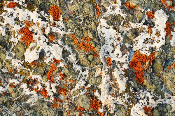 美丽的抽象彩色纹理为背景，红色苔藓在白色的石头上。明亮的颜色。自然生态植被。橙色、绿色和红色. — 图库照片
