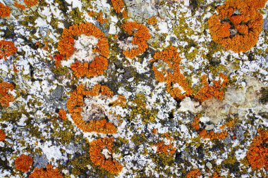 Kayanın dokusu turuncu ve beyazdır. Çizgilerle karışıktır. Arka plan ise doğa ve taştır.