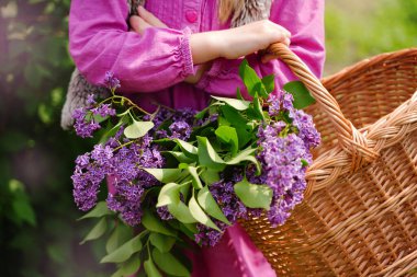 Hasır çiçek sepeti, kız ellerinde leylak buketi, bahar bahçesi, doğal arka plan. Çiçekli bahar mevsimi konsepti. Taze aroma, doğanın ahengi.