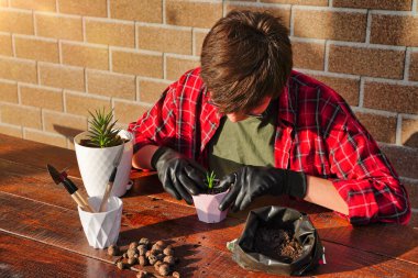 Bahçıvan çiçekleri yeni bir çömleğe nakleder. Toprak ve drenaj, ekme aletleri. - Evet. Yüksek kalite fotoğraf