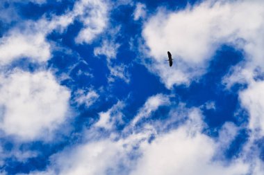 Kuş mavi gökyüzünde parlak beyaz tüylü bulutlara karşı uçuyor. Yüksek kalite fotoğraf