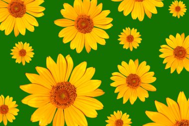 Yeşil arka planda sarı desenli papatyalar. Çiçekler, üst manzara. Yüksek kalite fotoğraf