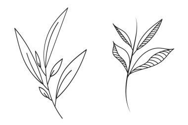 Beyaz arka planda yaprakları olan soyut dallar. Taslak biçiminde elle çizilmiş vektör çizimi. Vektör illüstrasyonu