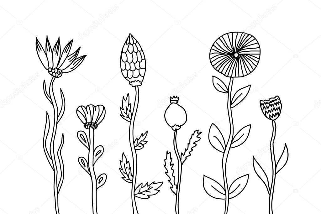 doodle sketch hand draw poppy flowers vector. Vector illustration
