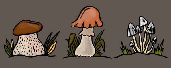 不同的森林蘑菇或具有茎和冠在白色背景向量集隔离的托陀螺 矢量说明 — 图库矢量图片