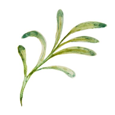 Suluboya yeşil yapraklar, beyaz arka planda izole dallar. Kağıt üzerinde el boyaması. Vektör illüstrasyonu