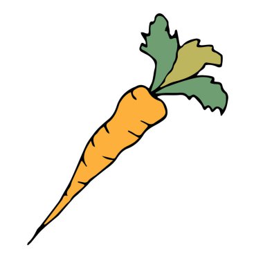 El çizimi taze turuncu havuç, beyaz arka planda izole edilmiş. Vektör illüstrasyonu