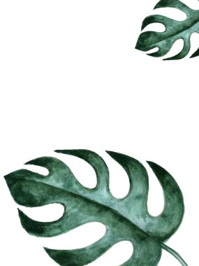 Tropikal suluboya yaprakları palmiye ağacı, taklit alanı olan canavar yaprağı, vektör şablonu. Vektör illüstrasyonu